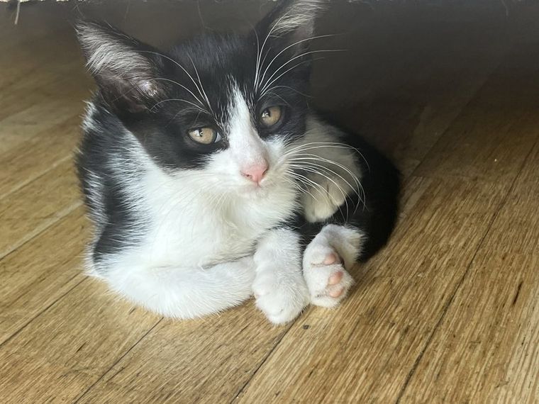 Photo de BREIZH, chaton à l’adoption