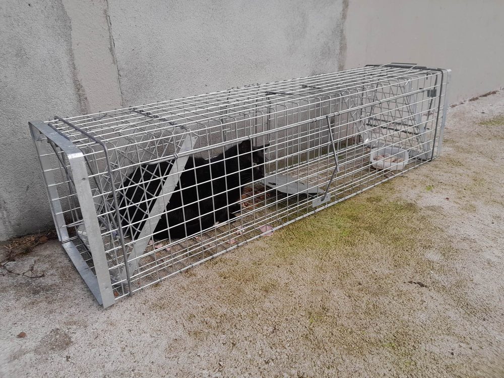 Cage-trappe utilisée pour capturer les chats errants